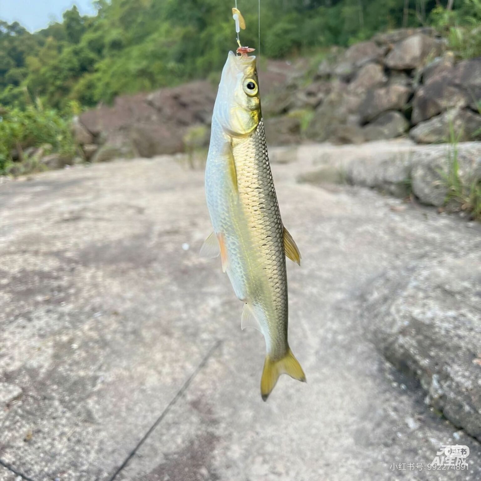 白条