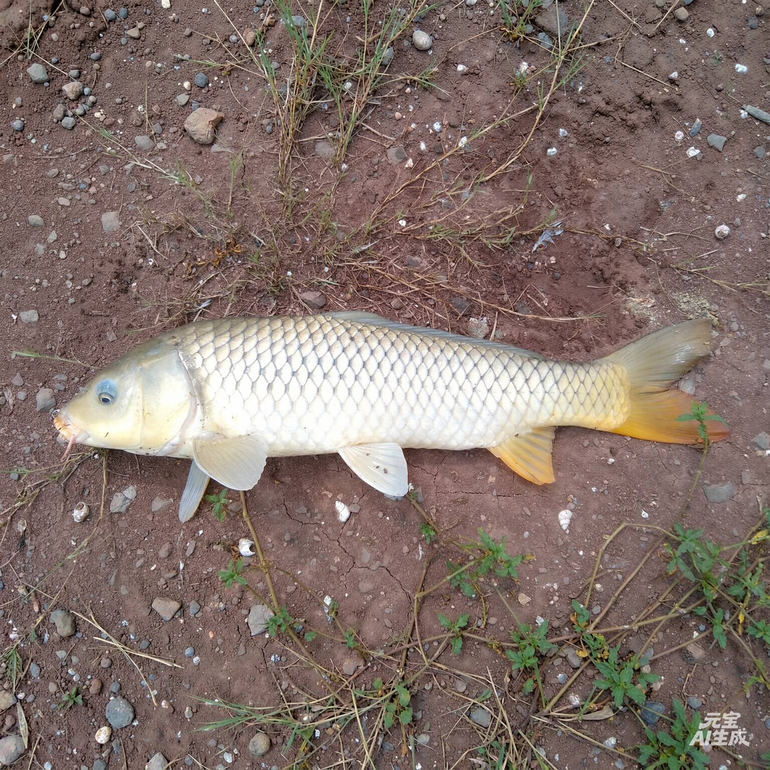 鲤鱼