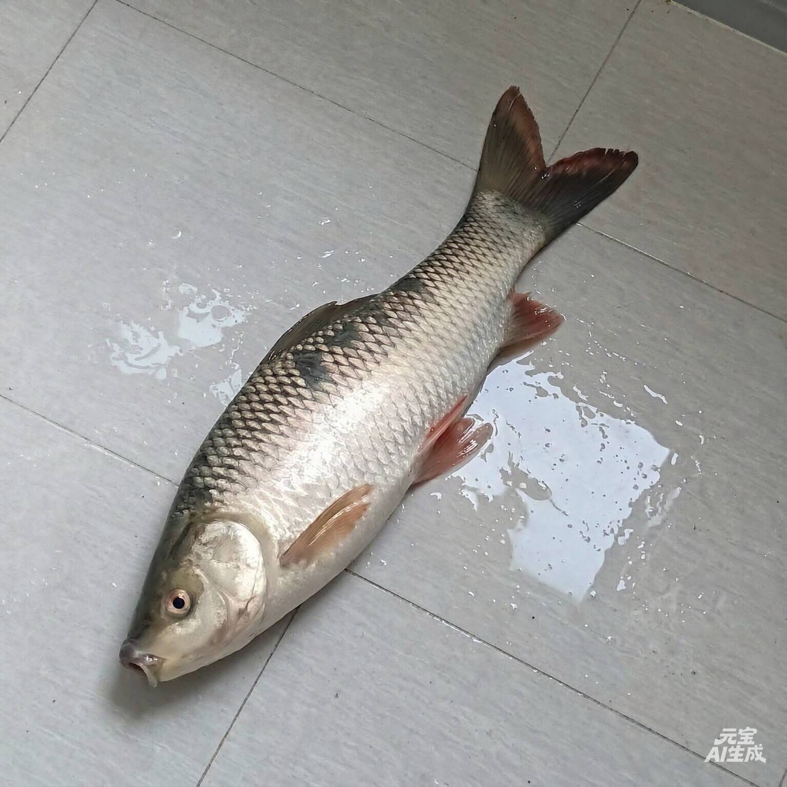 泰鲮